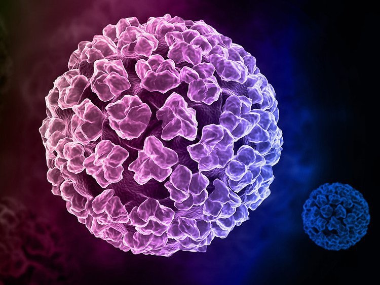 Vi rút u nhú ở người (HPV) là một nhóm vi rút DNA sợi đôi, thuộc họ Papillomaviridae